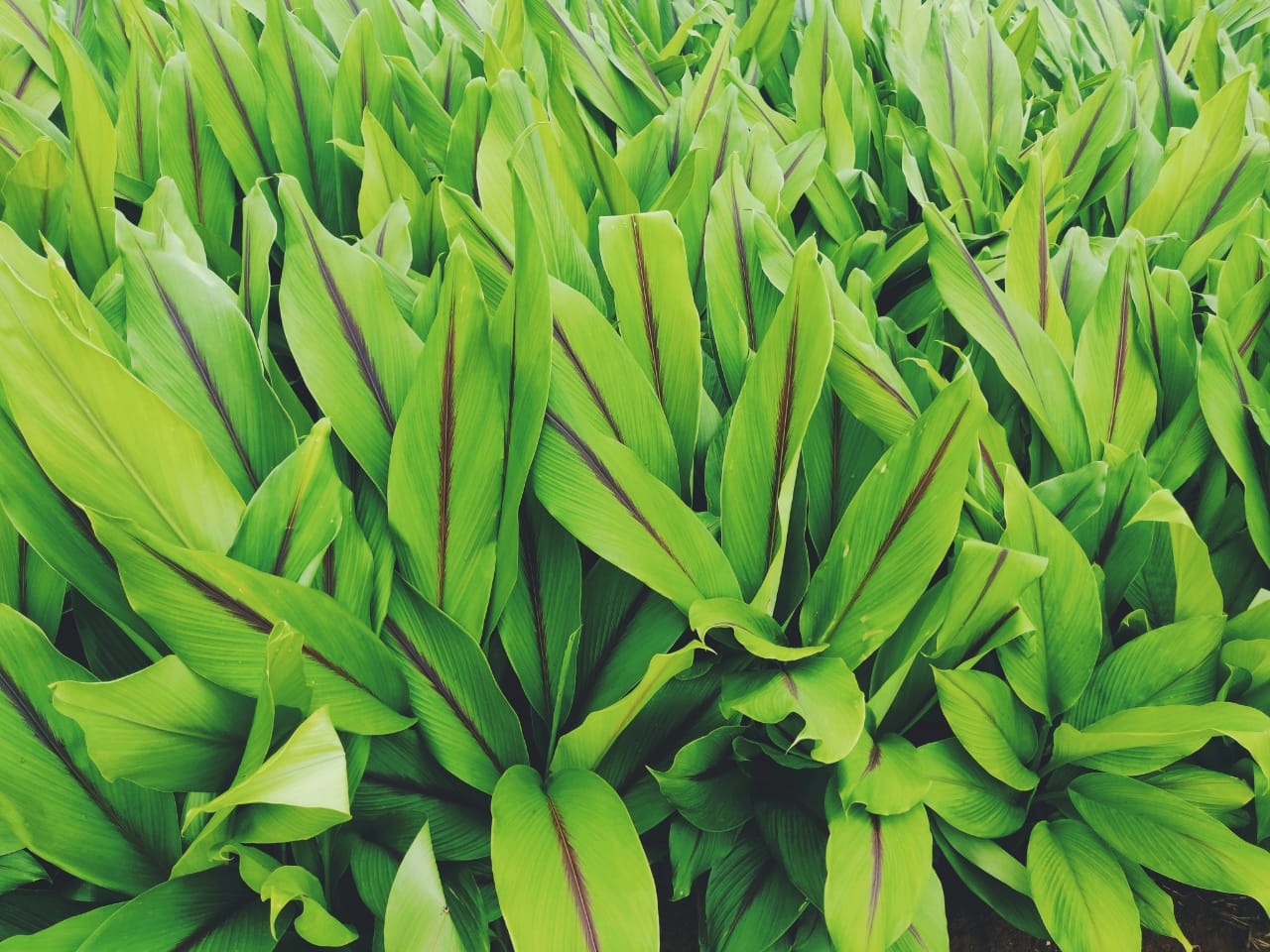 Black Turmeric